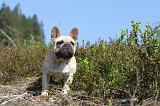 BOULEDOGUE FRANCAIS 099